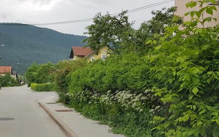 ŽIVA MEJA